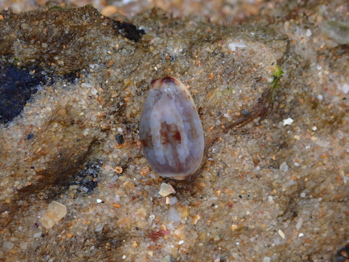 Cypraea gracilis observed 2026-10-27