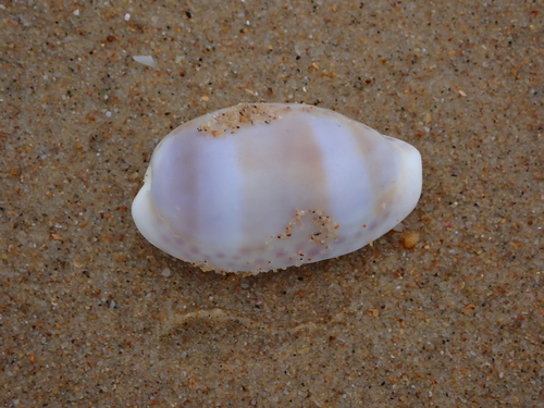 Cypraea observed 2026-10-27