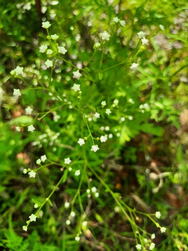 Parthenium hysterophorus observed 2026-10-27