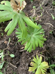 Eranthis