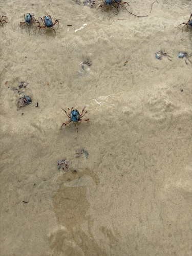 Mictyris longicarpus observed 2026-10-26