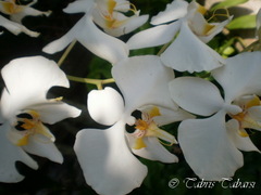 Phalaenopsis amabilis
