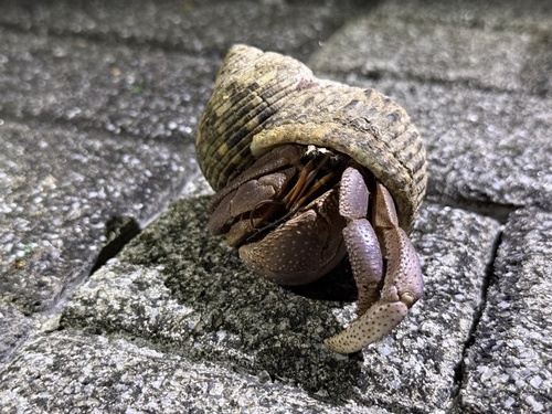 Coenobita brevimanus observed 2026-10-15