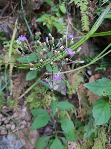 Cyanthillium cinereum observed 2026-10-26
