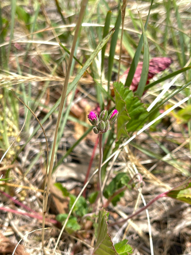 Pelargonium rodneyanum observed 2026-10-27