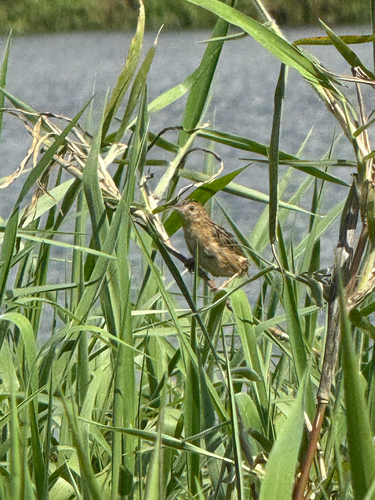 Cisticola exilis observed 2026-10-27