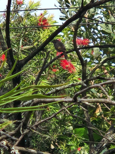 Caligavis chrysops, 2026-10-27