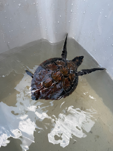 Eretmochelys imbricata observed 2026-10-27
