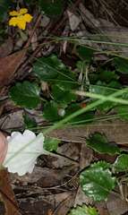 Goodenia hederacea alpestris