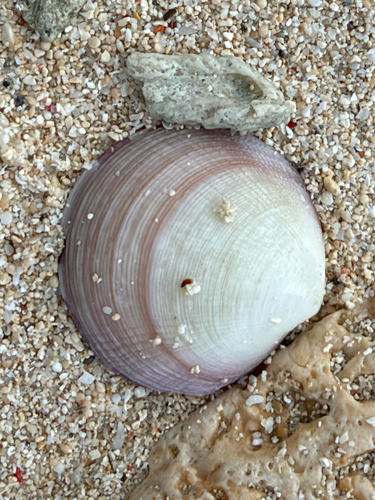 Codakia observed 2026-10-27