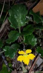 Goodenia hederacea alpestris