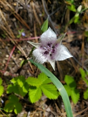 Calochortus elegans