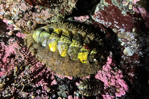 Chiton observed 2026-10-26
