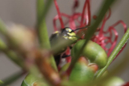 Hylaeus, 2026-10-27