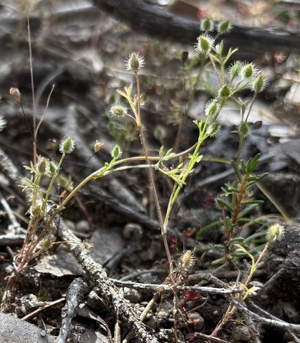 Daucus glochidiatus observed 2026-10-27