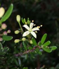 Leionema phylicifolium