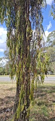 Amyema miquelii observed 2026-10-27
