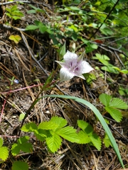 Calochortus elegans