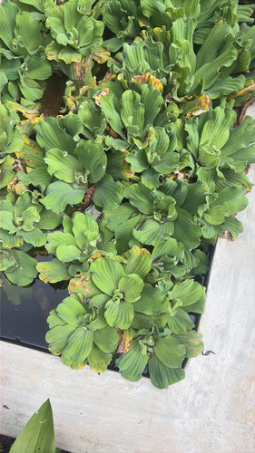 Pistia stratiotes observed 2026-10-27