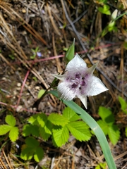Calochortus elegans