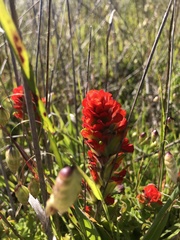 Castilleja mendocinensis