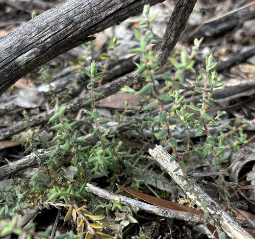 Leucopogon observed 2026-10-27