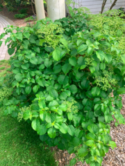 Hydrangea anomala