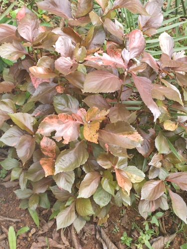 Acalypha amentacea observed 2026-10-27