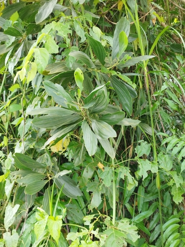 Acacia mangium observed 2026-10-27