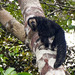 Monk Saki - Photo (c) Mike Melton, some rights reserved (CC BY-NC), uploaded by Mike Melton