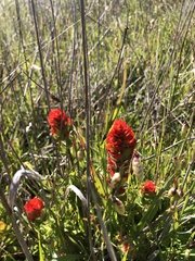 Castilleja mendocinensis