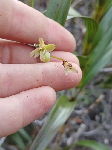 Dendrobium observed 2026-10-27