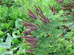 Amorpha fruticosa