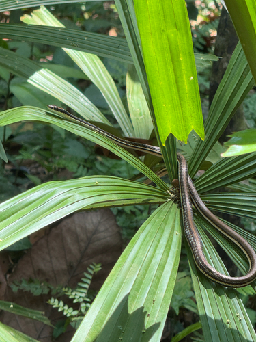 Dendrelaphis pictus observed 2026-10-27