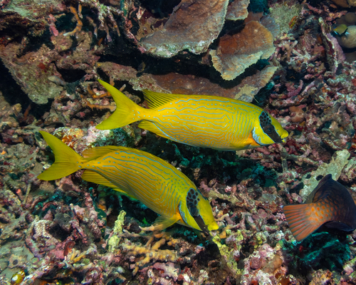 Siganus puellus observed 2026-10-08