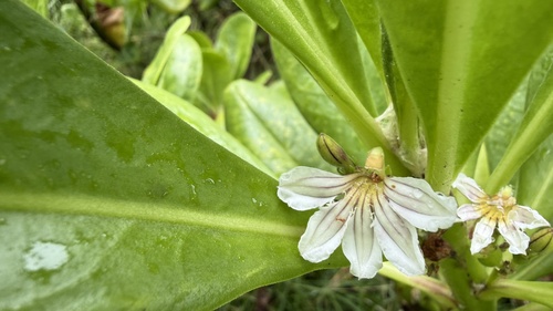Scaevola taccada observed 2026-10-26