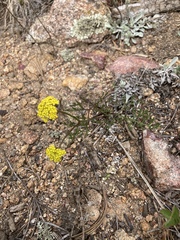 Harbouria trachypleura