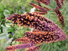Amorpha fruticosa