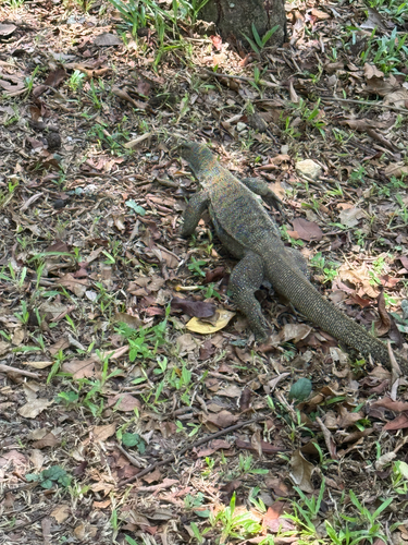 Varanus nebulosus observed 2026-10-27