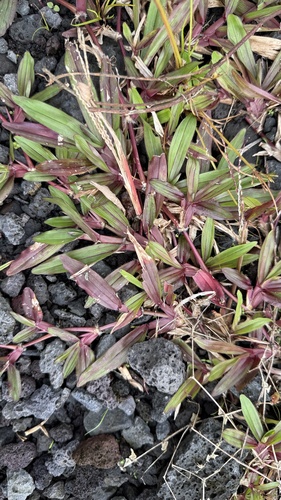 Axonopus compressus observed 2026-10-25