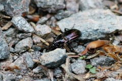 Pterostichus burmeisteri