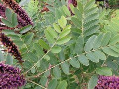 Amorpha fruticosa