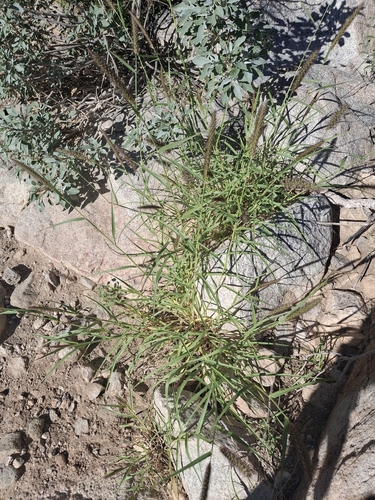Cenchrus ciliaris observed 2026-10-26