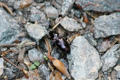 Pterostichus burmeisteri