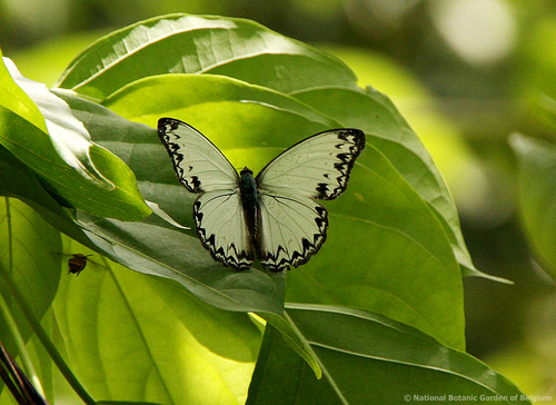 Common Glider