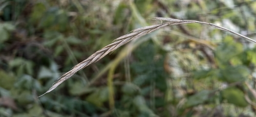 Elymus repens observed 2026-10-27