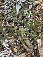 Harbouria trachypleura