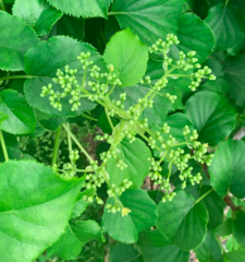 Hydrangea anomala