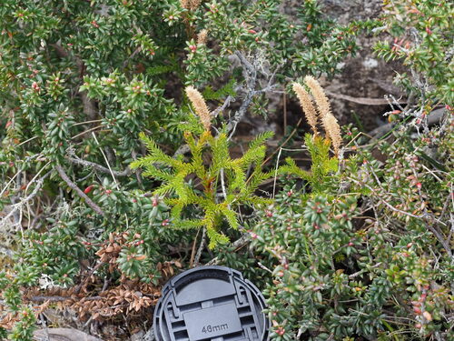 Lycopodium clavatum observed 2026-10-27