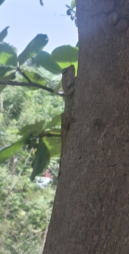 Calotes versicolor observed 2026-10-27
